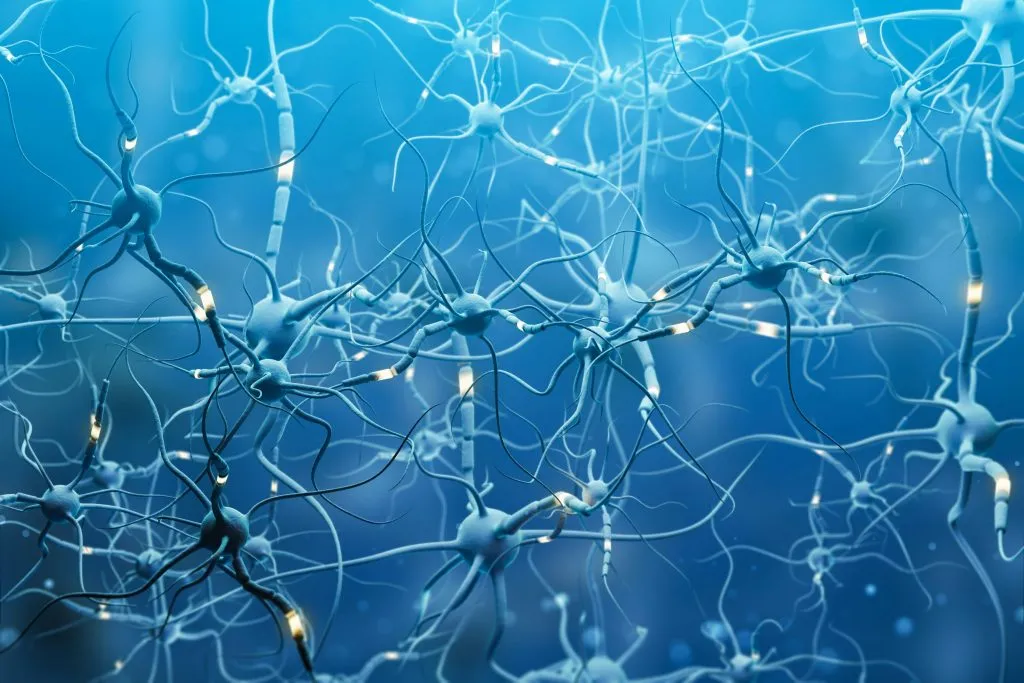 nerfs affectés par le virus du zona