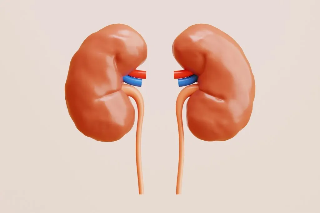 néphrologie l'étude des reins